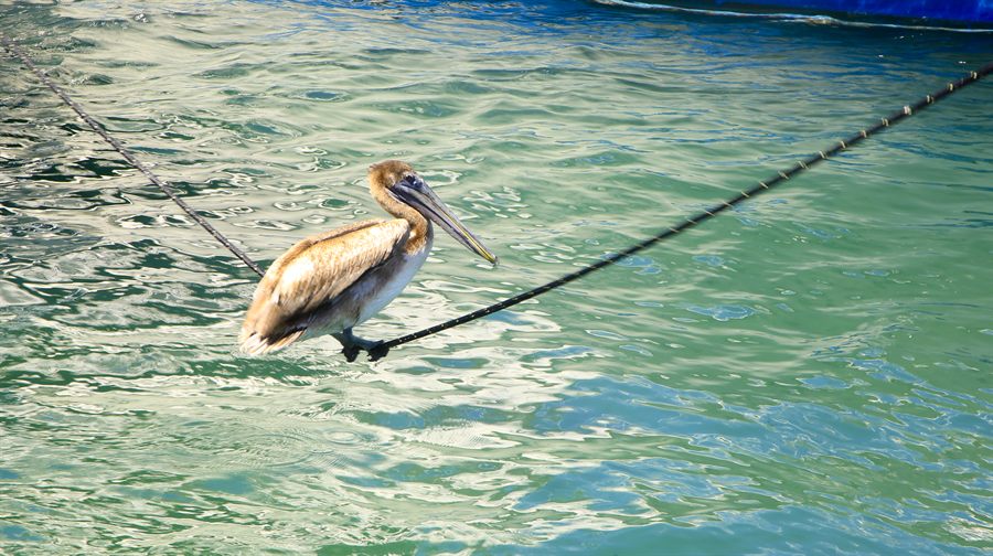 Brown pelican perched on a rope over green water