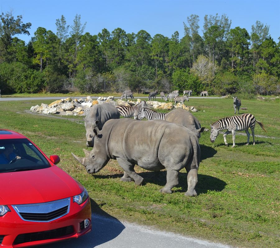 Rhinos on a drive-through safari road